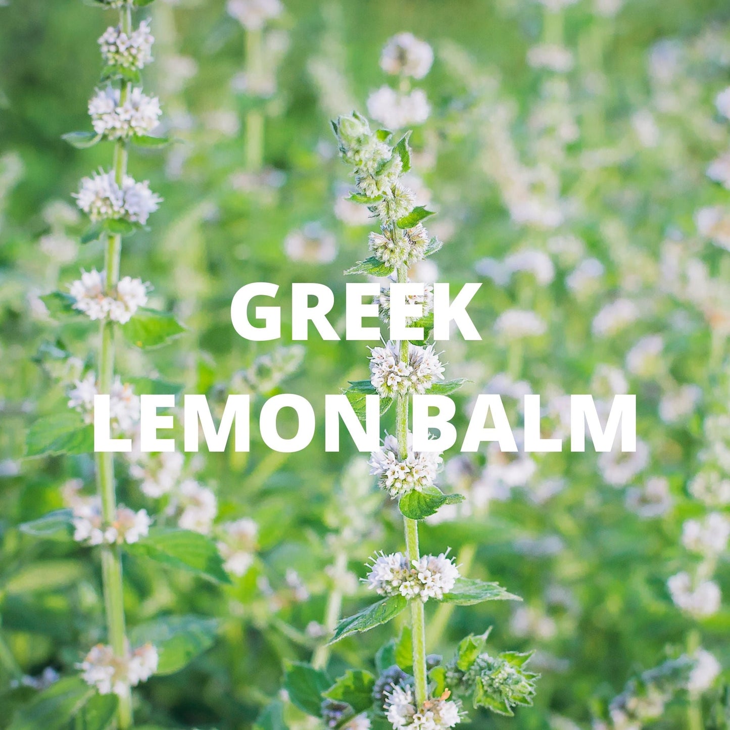 Calm Tea - Greek Superherbs