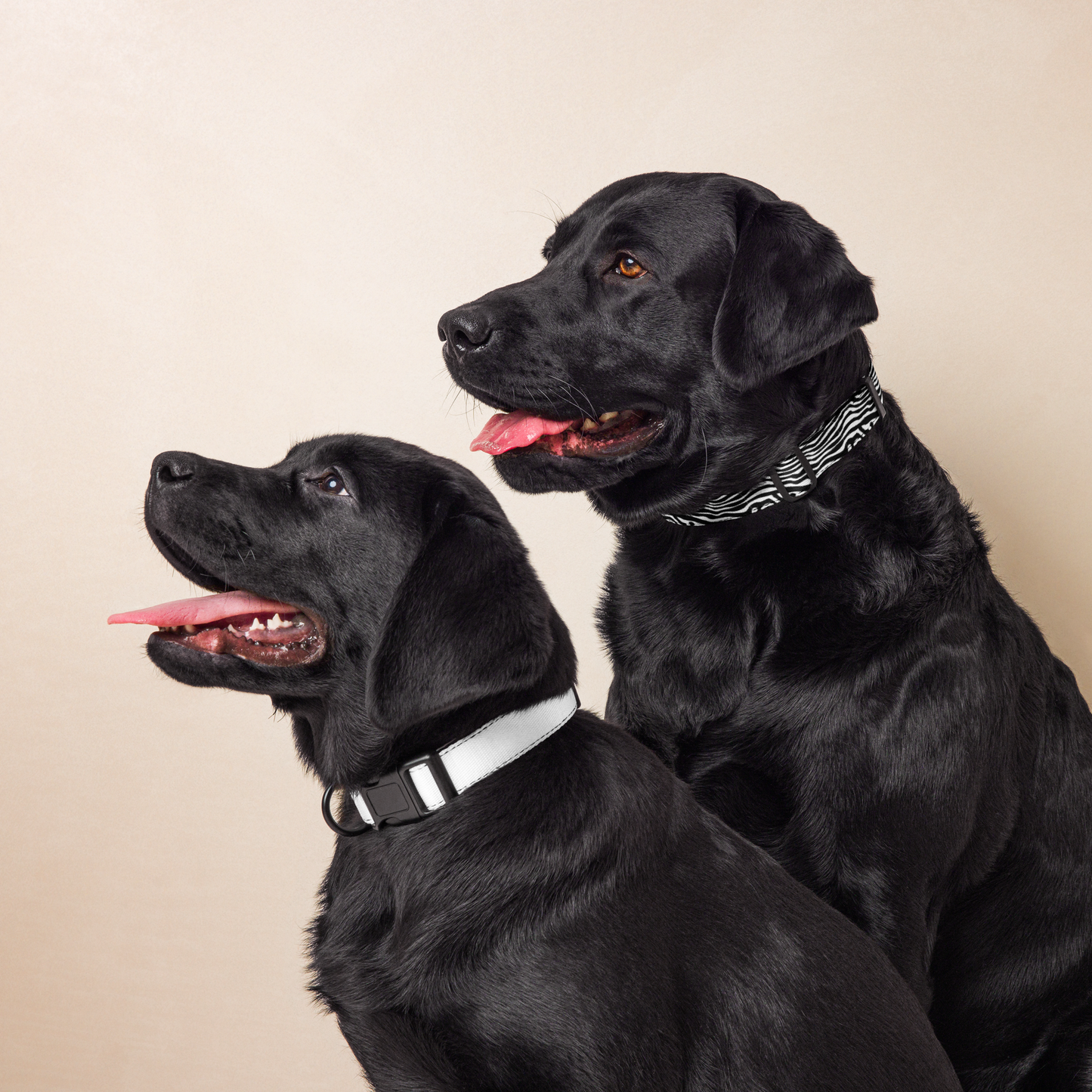 Pet Collar - Zebra Print (3 Sizes)